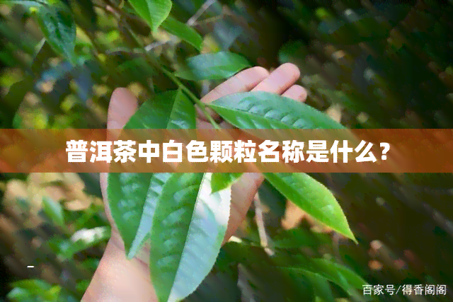 普洱茶中白色颗粒名称是什么？