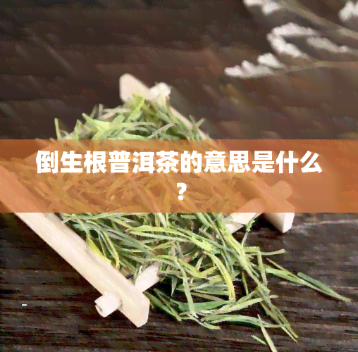 倒生根普洱茶的意思是什么？