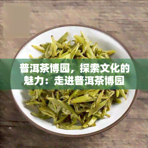 普洱茶博园，探索文化的魅力：走进普洱茶博园