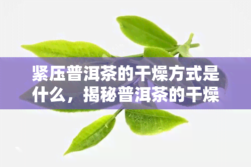 紧压普洱茶的干燥方式是什么，揭秘普洱茶的干燥工艺：紧压普洱茶是如何变得干燥的？