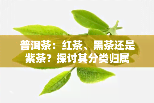 普洱茶：红茶、黑茶还是紫茶？探讨其分类归属