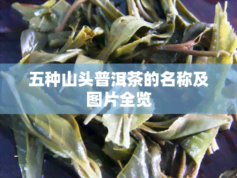 五种山头普洱茶的名称及图片全览