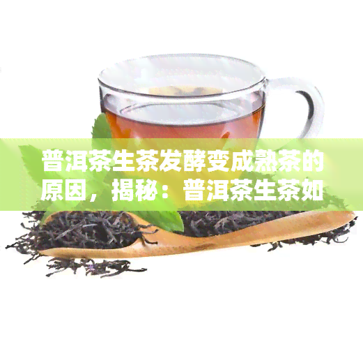 普洱茶生茶发酵变成熟茶的原因，揭秘：普洱茶生茶如何经过发酵变为成熟的美味佳饮？