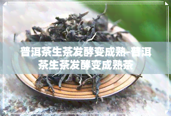 普洱茶生茶发酵变成熟-普洱茶生茶发酵变成熟茶