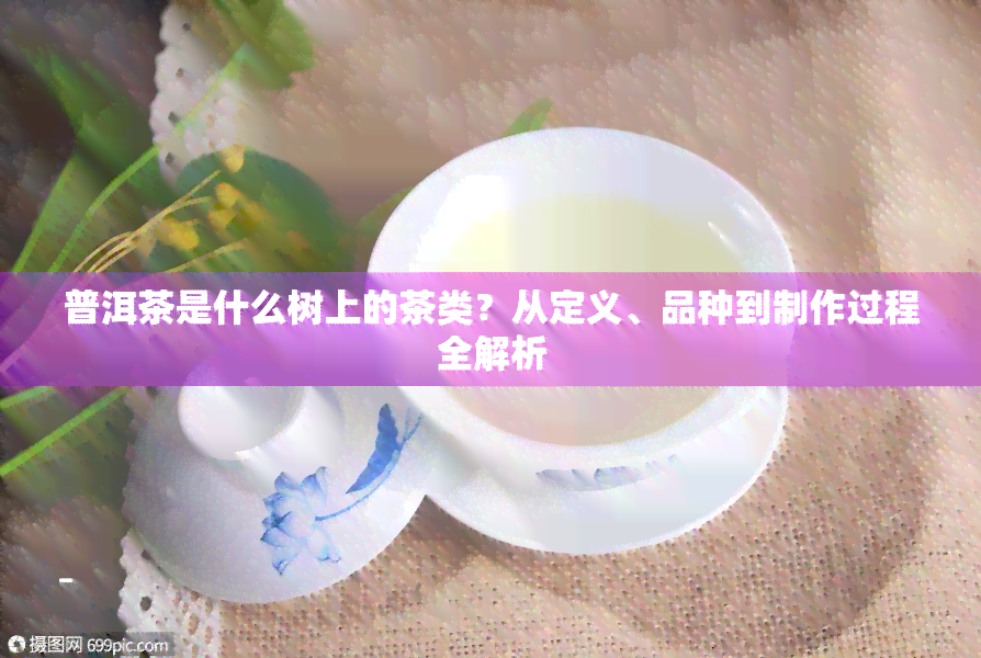 普洱茶是什么树上的茶类？从定义、品种到制作过程全解析