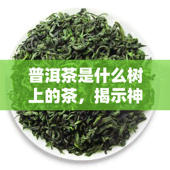 普洱茶是什么树上的茶，揭示神秘面纱：普洱茶究竟是来自哪种树木的茶叶？