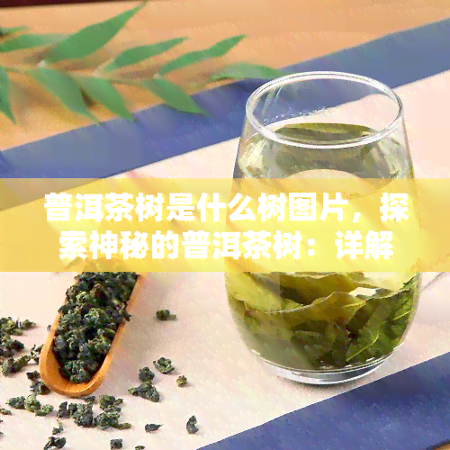 普洱茶树是什么树图片，探索神秘的普洱茶树：详解其外观特征与生长环境