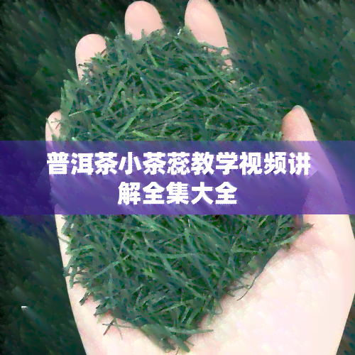 普洱茶小茶蕊教学视频讲解全集大全