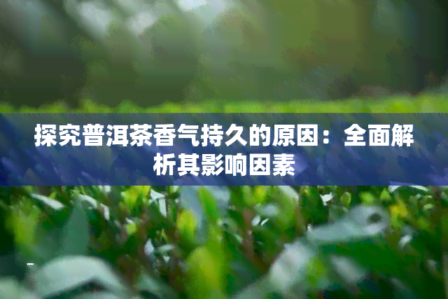 探究普洱茶香气持久的原因：全面解析其影响因素