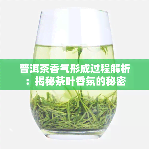 普洱茶香气形成过程解析：揭秘茶叶香氛的秘密