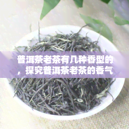 普洱茶老茶有几种香型的，探究普洱茶老茶的香气类型：深入了解其独特韵味