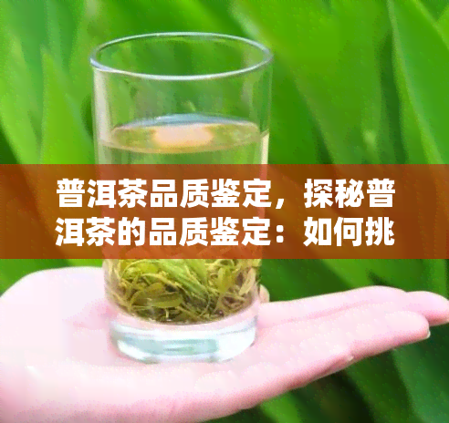 普洱茶品质鉴定，探秘普洱茶的品质鉴定：如何挑选优质的普洱茶？