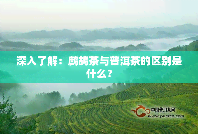 深入了解：鹧鸪茶与普洱茶的区别是什么？