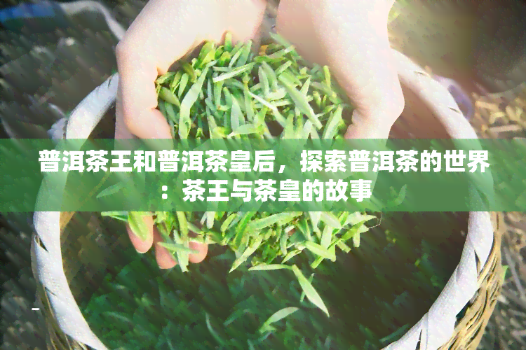 普洱茶王和普洱茶皇后，探索普洱茶的世界：茶王与茶皇的故事