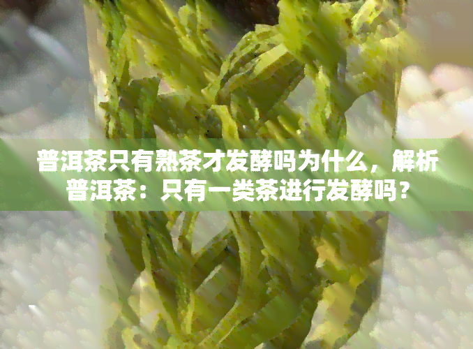 普洱茶只有熟茶才发酵吗为什么，解析普洱茶：只有一类茶进行发酵吗？