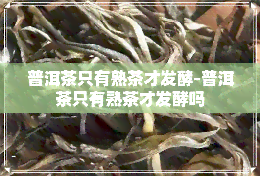 普洱茶只有熟茶才发酵-普洱茶只有熟茶才发酵吗