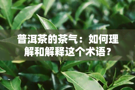 普洱茶的茶气：如何理解和解释这个术语？