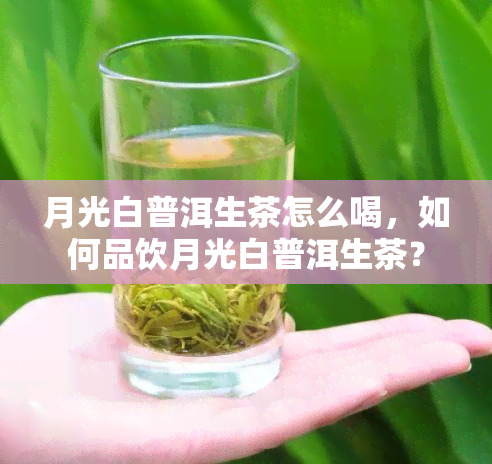 月光白普洱生茶怎么喝，如何品饮月光白普洱生茶？