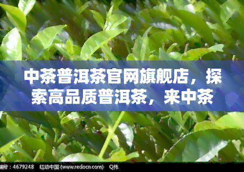 中茶普洱茶官网旗舰店，探索高品质普洱茶，来中茶普洱茶官网旗舰店！