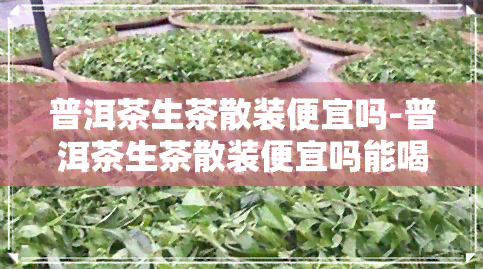 普洱茶生茶散装便宜吗-普洱茶生茶散装便宜吗能喝吗