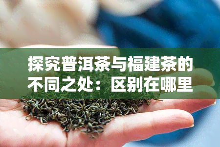 探究普洱茶与福建茶的不同之处：区别在哪里？