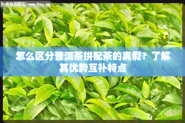 怎么区分普洱茶拼配茶的真假？了解其优势互补特点