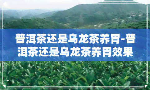 普洱茶还是乌龙茶养胃-普洱茶还是乌龙茶养胃效果好