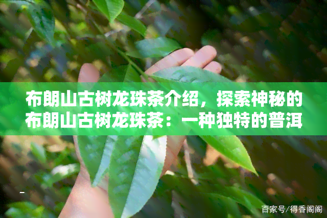 布朗山古树龙珠茶介绍，探索神秘的布朗山古树龙珠茶：一种独特的普洱茶体验