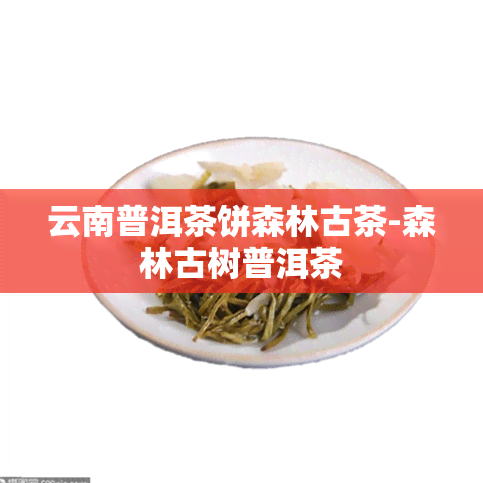 云南普洱茶饼森林古茶-森林古树普洱茶