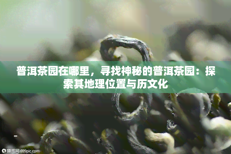 普洱茶园在哪里，寻找神秘的普洱茶园：探索其地理位置与历文化