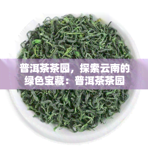 普洱茶茶园，探索云南的绿色宝藏：普洱茶茶园