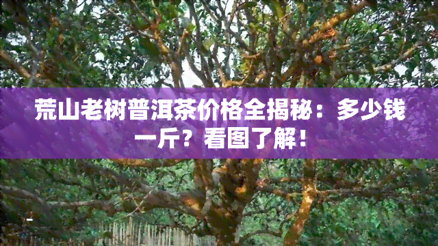 荒山老树普洱茶价格全揭秘：多少钱一斤？看图了解！