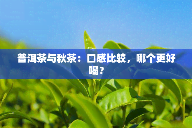 普洱茶与秋茶：口感比较，哪个更好喝？