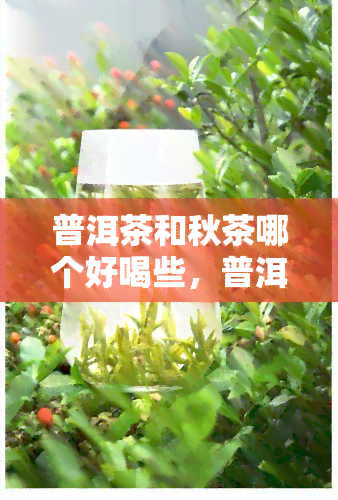 普洱茶和秋茶哪个好喝些，普洱茶与秋茶：口感对决，谁更胜一筹？