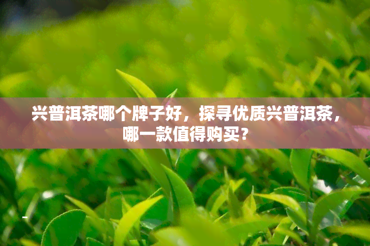 兴普洱茶哪个牌子好，探寻优质兴普洱茶，哪一款值得购买？