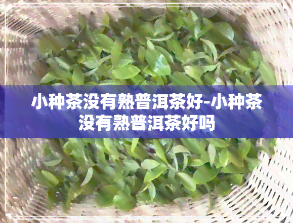 小种茶没有熟普洱茶好-小种茶没有熟普洱茶好吗