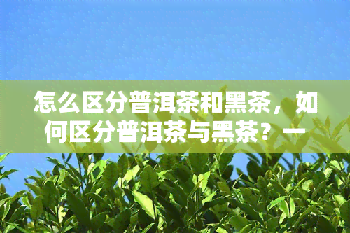 怎么区分普洱茶和黑茶，如何区分普洱茶与黑茶？一份全面的指南