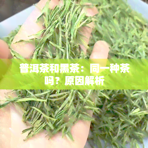 普洱茶和黑茶：同一种茶吗？原因解析