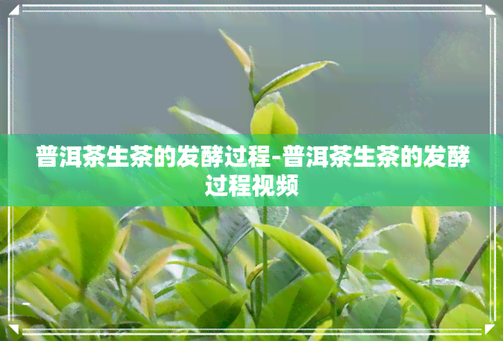 普洱茶生茶的发酵过程-普洱茶生茶的发酵过程视频