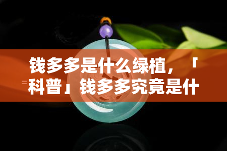 钱多多是什么绿植，「科普」钱多多究竟是什么植物？它的叶子为何是绿色的？