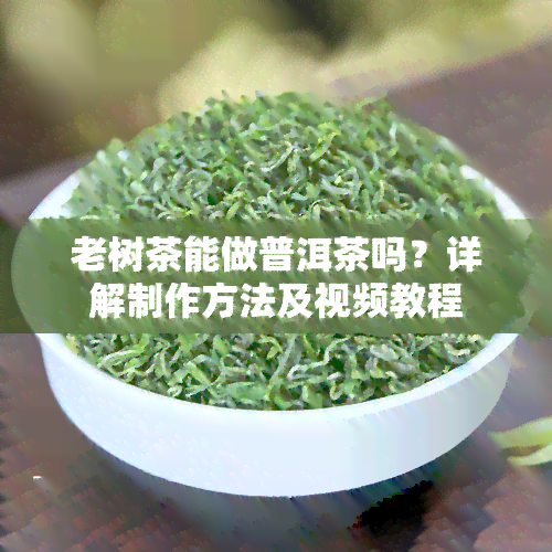 老树茶能做普洱茶吗？详解制作方法及视频教程