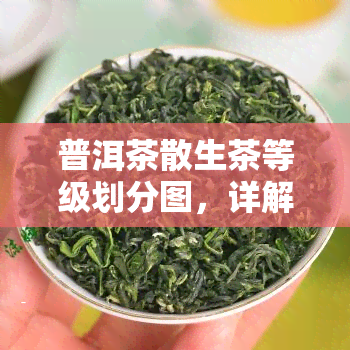 普洱茶散生茶等级划分图，详解普洱茶散生茶的等级划分图