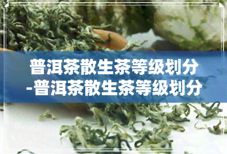 普洱茶散生茶等级划分-普洱茶散生茶等级划分标准