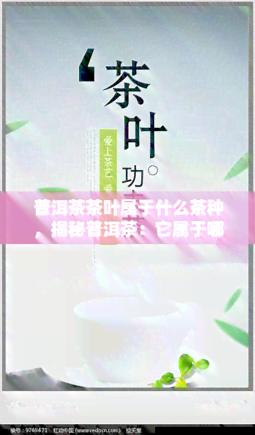 普洱茶茶叶属于什么茶种，揭秘普洱茶：它属于哪种茶种？