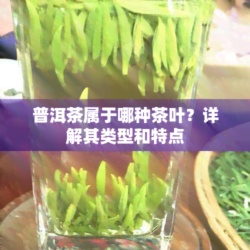 普洱茶属于哪种茶叶？详解其类型和特点