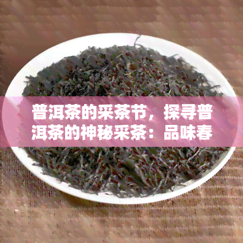 普洱茶的采茶节，探寻普洱茶的神秘采茶：品味春日的醇清香