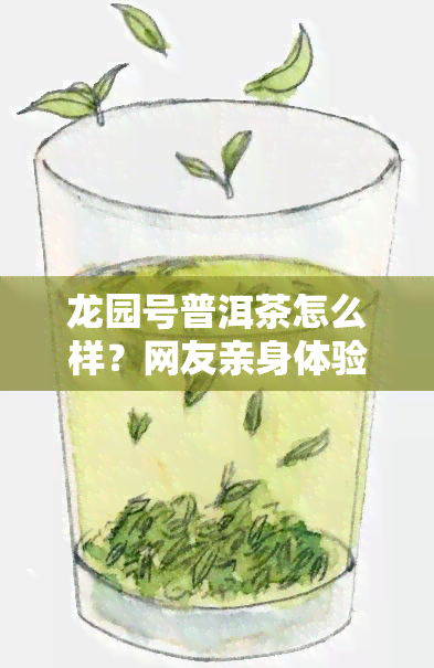 龙园号普洱茶怎么样？网友亲身体验分享