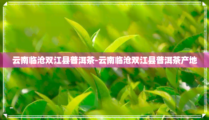 云南临沧双江县普洱茶-云南临沧双江县普洱茶产地