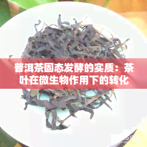 普洱茶固态发酵的实质：茶叶在微生物作用下的转化与陈化过程