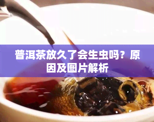 普洱茶放久了会生虫吗？原因及图片解析